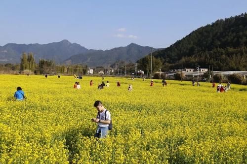 【醉美吕田】黄花风铃璀璨开满山！鹰嘴桃花粉嫩涨满屏！油菜花灿烂铺满地！