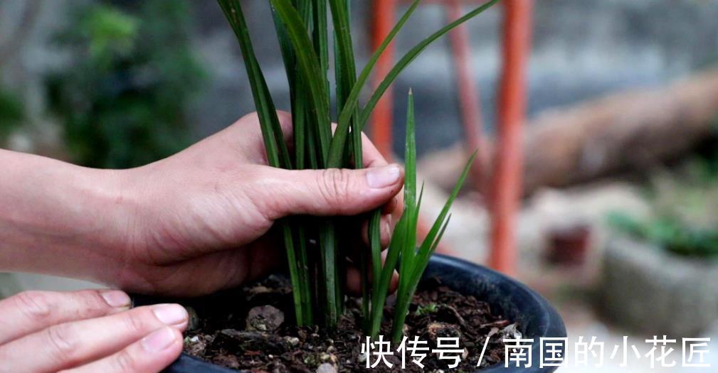 刚上盆的兰花有3“怕”，及时避开服盆快，根系健壮长势旺