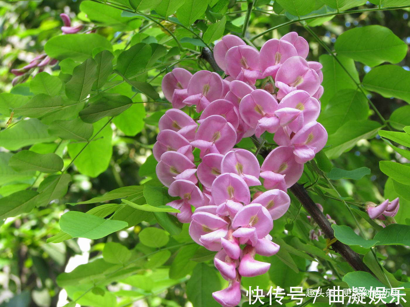 此花寓意着富贵的花，给人一种繁荣欣欣向荣的曲线，是财富之花