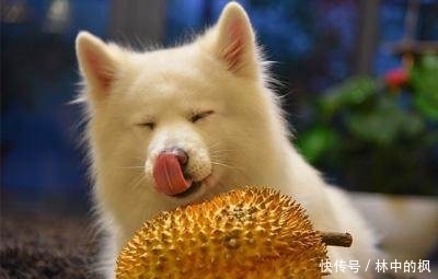 来看|快来看啊,我抓到了一群吃货!真是吃出新境界!