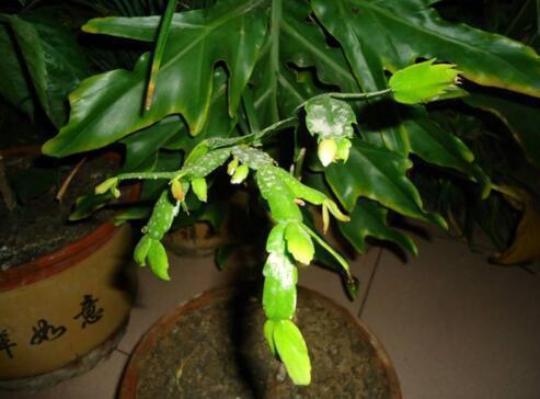 君子兰、长寿花、蟹爪兰,盆边戳个洞,加入2滴“它”,一开100朵