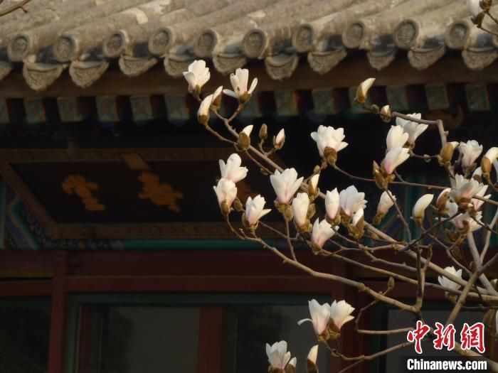 惊蛰喜迎春京城市属公园发布早春花讯 粉紫色