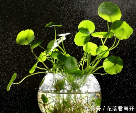 爆盆|新手养此款花卉,好养花量大,开花爆盆很漂亮,花香十足,浓郁