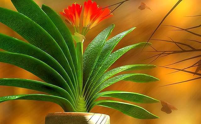 养君子兰,用这“几种”小方法,叶片整齐油绿,新叶呼呼长