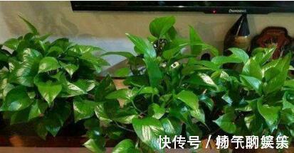 李大妈养绿萝,做好“1件事”,叶子油绿还疯长,1盆变成100盆