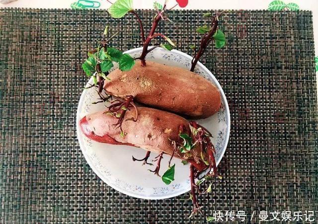 这4种花，不用土只用水，就能养成绿窗帘！