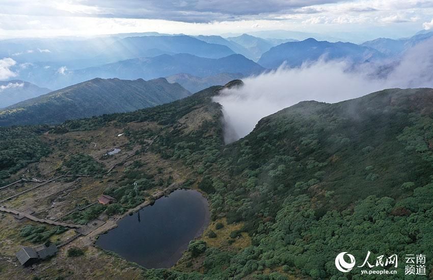 多样性|云南轿子山打造100亩高山杜鹃基因库