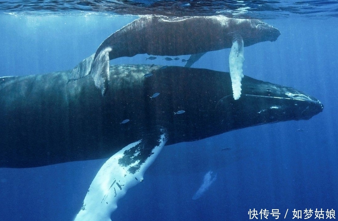 近距离 暖海实拍座头鲸 我们一起近距离接触它们