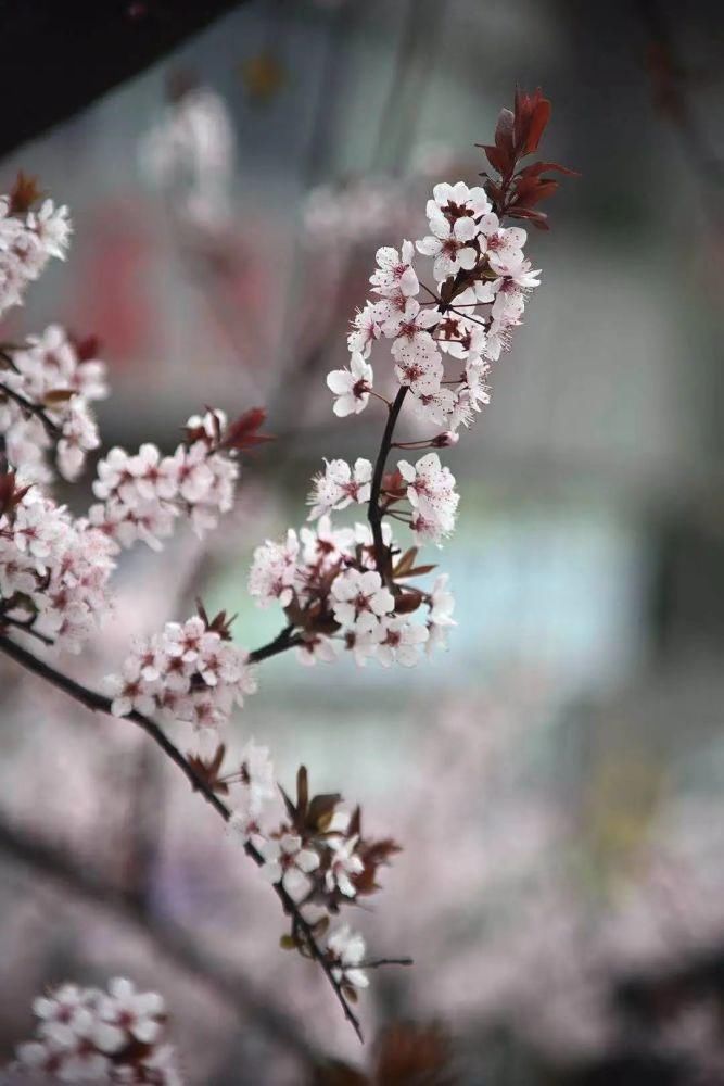 春日暖阳，綦江花花花花花来了...