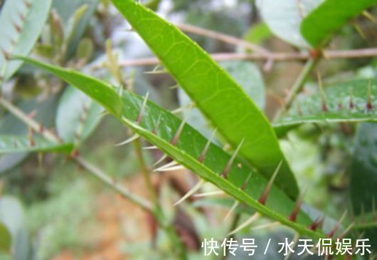 长刺的植物图片 长刺的植物图片