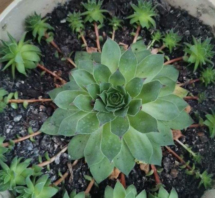 生根|适合夏天养的多肉，养一盆“爆”一盆，生根特快