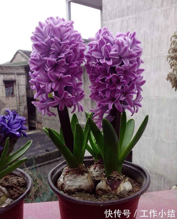 4种花“很爱开花”,一养就“花开满盆”,给点水就疯长