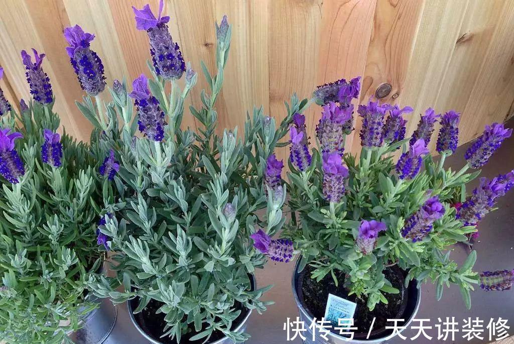 名花|6种“健康”花，寓意好又吉利，家里多养一盆，全家少生病