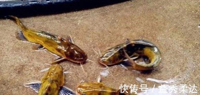 钓法|别再七想八想，“征服”黄颡鱼就得用这钓法，不料刚一下竿就有口！