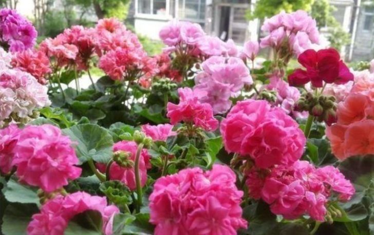 最适合新手养的3种花,个个是“爆花王”,轻松开成花园!