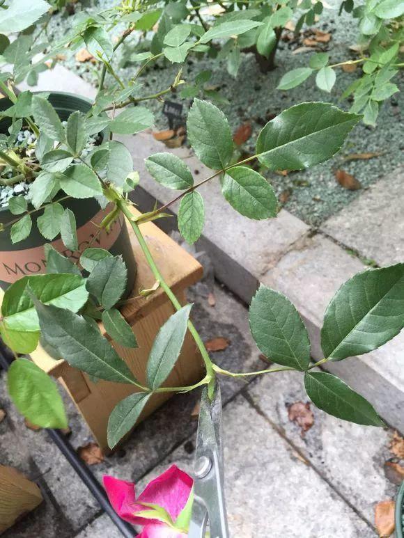 长寿月季花后赶紧剪一刀,剪完就开花,一直剪一直开!