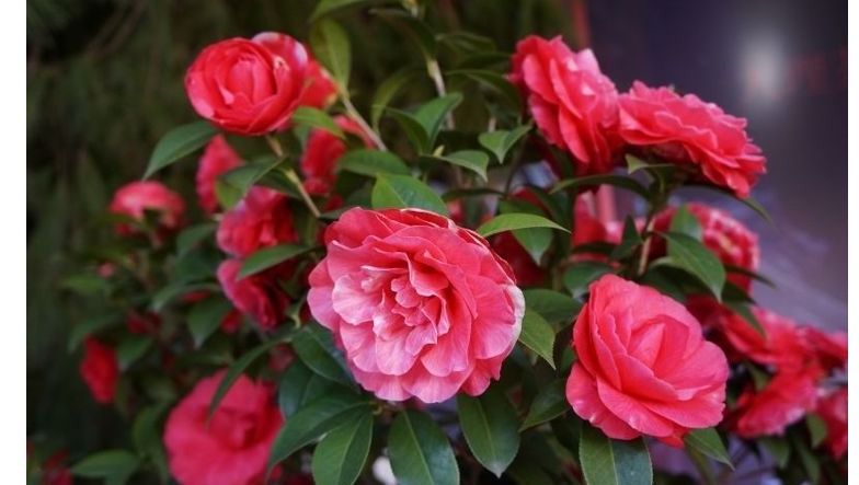 养花一瓶醋，壮根促生长、花多色艳，还能杀虫子、治黄叶！