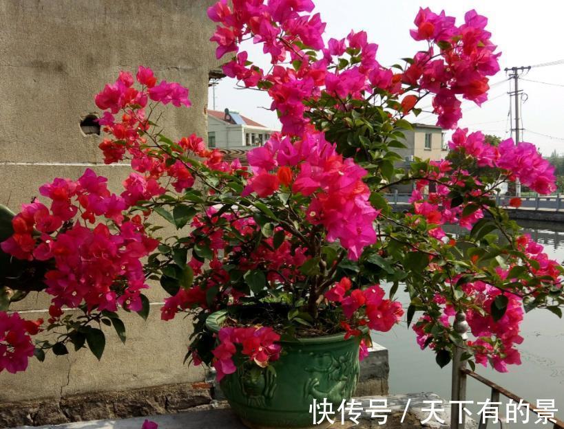 开花机器|养三角梅，反复做这件事，才不愧“开花机器”的美誉