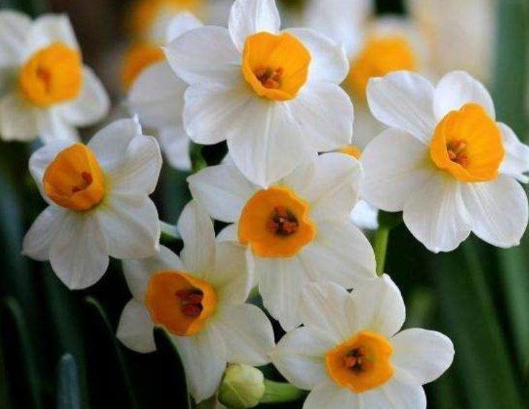 茉莉花|适合家养的5种花,开花数量大,好养易活四季开花,谁养谁上瘾