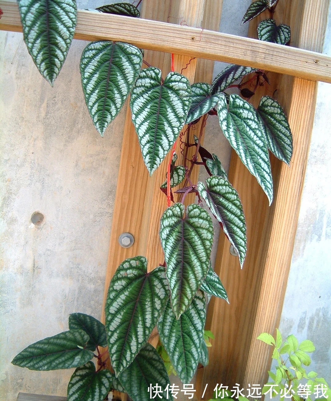 在室内养一盆可以爬藤的锦叶葡萄藤,叶子有金属质感的彩叶植物