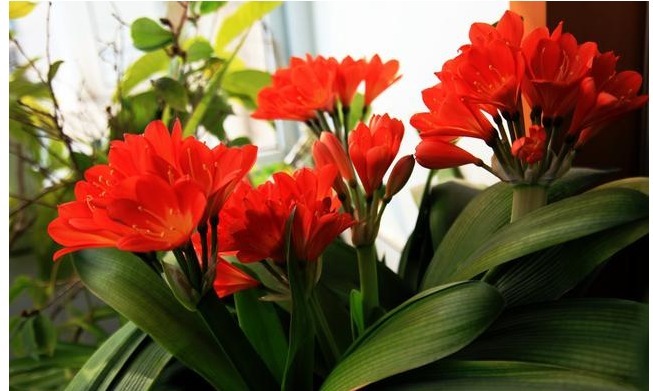 君子兰，四季海棠以下养殖，花苞一波接一波，叶茂花艳花开不断