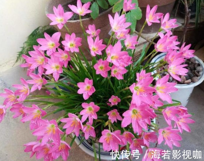 4种“漂亮”的花，便宜又好养，10块钱“两盆”，每天有花赏！