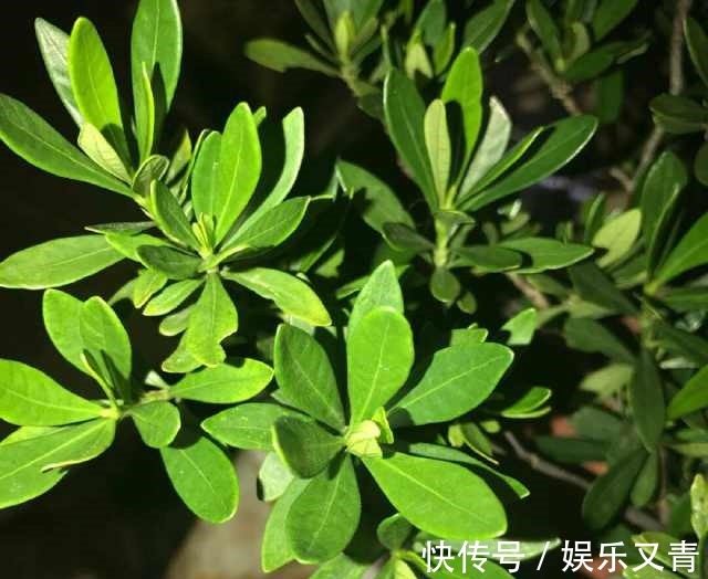 为何在夏季分盆的栀子花,茎干绿油油,就是不发芽,该怎么办