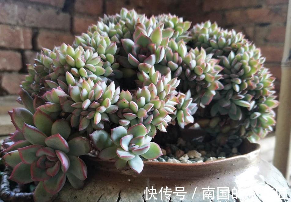 养多肉除了用陶粒垫底，我还用过其它7种东西，有一种很适合高盆