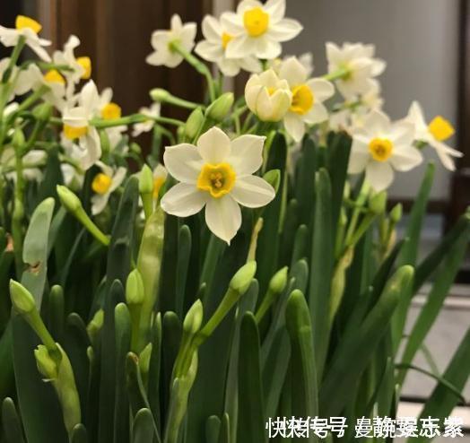 修剪|绿萝、吊兰不要再养了,养上4种花,美感更足,还格外的富贵