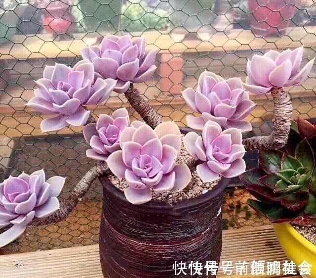 光照|一种紫色“多肉”,5个养护小技巧,叶片肥,长成群生的漂亮老桩