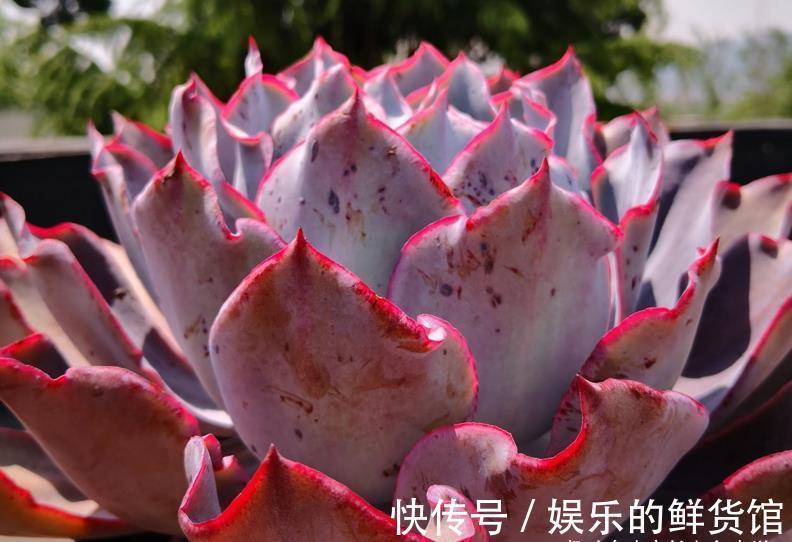 夏季|这8款多肉本身不容易褪色,秋天太阳稍稍晒一下还能变得更美