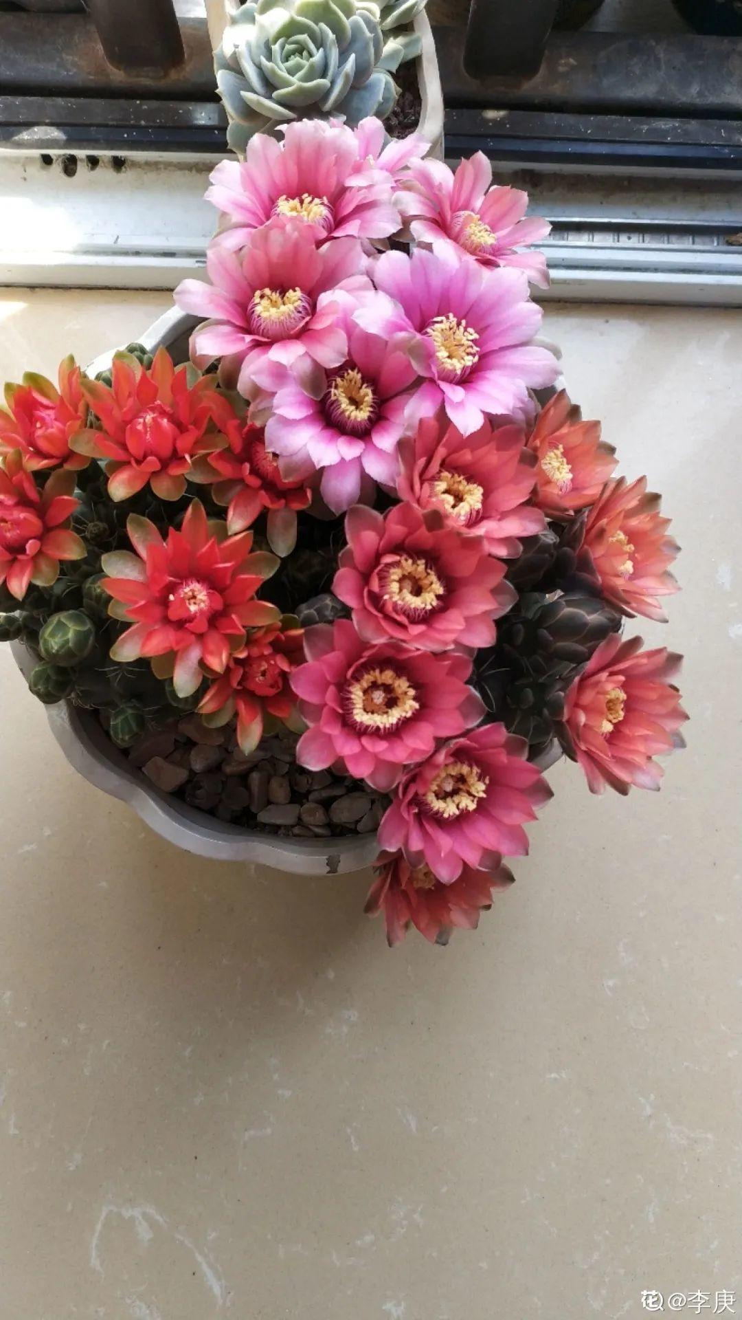 折腾不死的25种花,咋养都爆盆,家里必须养!