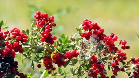 红豆杉|女性要排毒，离不开的食物，排毒清肠，袪皱淡斑，延缓衰老