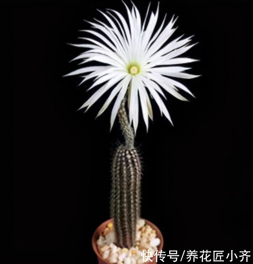 仙人球中有六个品种，它们是“开花劳模”，条件达到可以四季开花