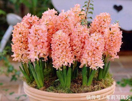 4种花好养又漂亮,花朵大花期长,还能散发阵阵清香