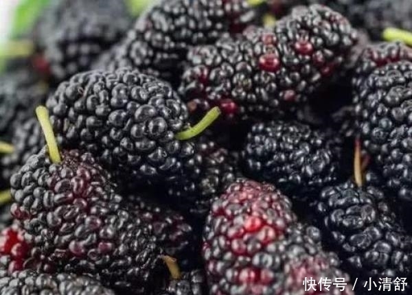 桑葚真的可以泡白酒喝吗?看完涨知识了······