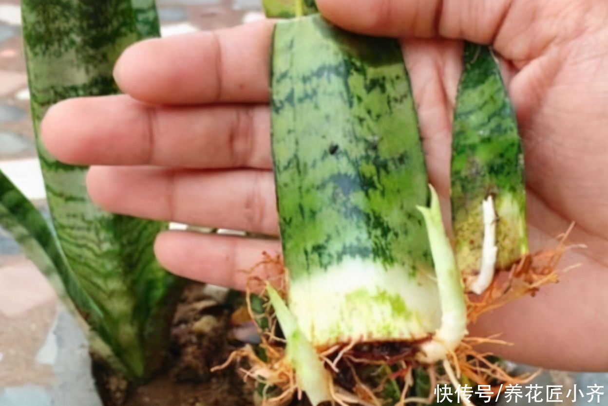 枝条|不会扦插不要急，这6种植物，一根枝条剪成多段，插土里就活