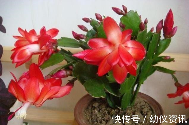 浇水|蟹爪兰怎么养才能开花蟹爪兰催花小妙招,养好了一年可开3次