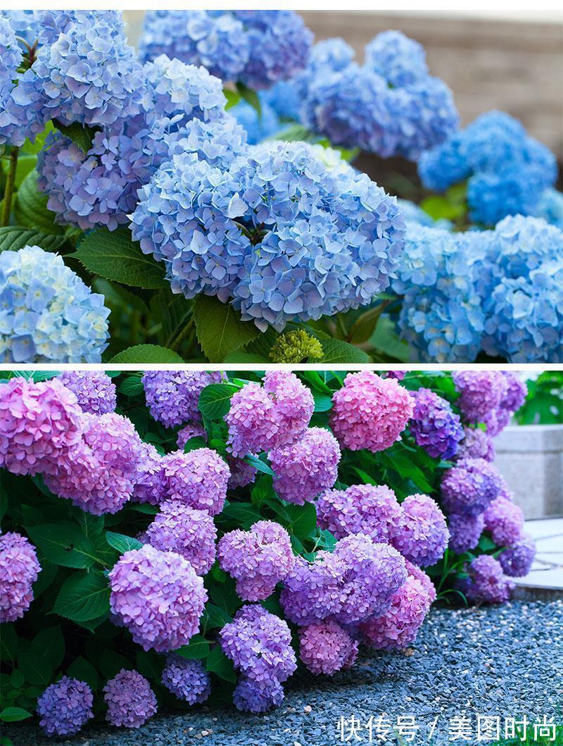 三角梅|120㎡别墅花园改造,经过三年的努力,小院从荒地到花开满园