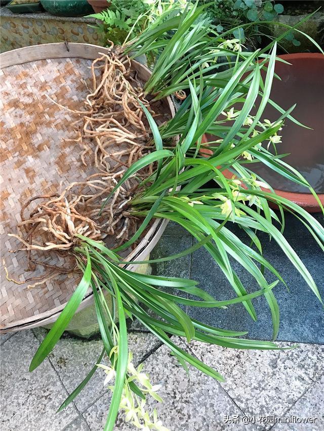 烂根|养兰花,记住2口诀,兰花越长越旺盛,再也不怕养不活