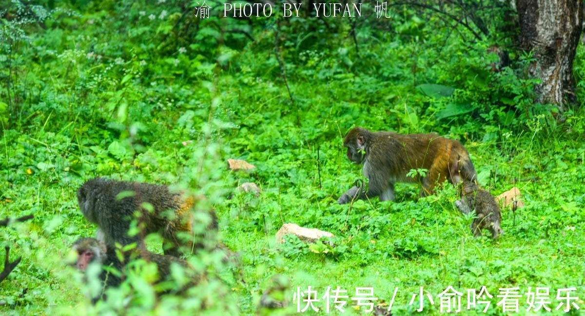 317国道|中国海拔最高的猕猴保护区，在西藏317国道旁，人猴和谐环境好