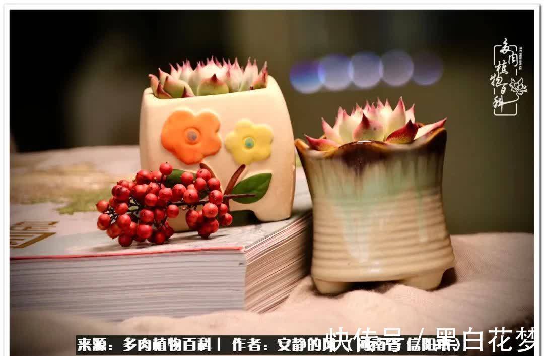 阳台多肉党的幸福生活!