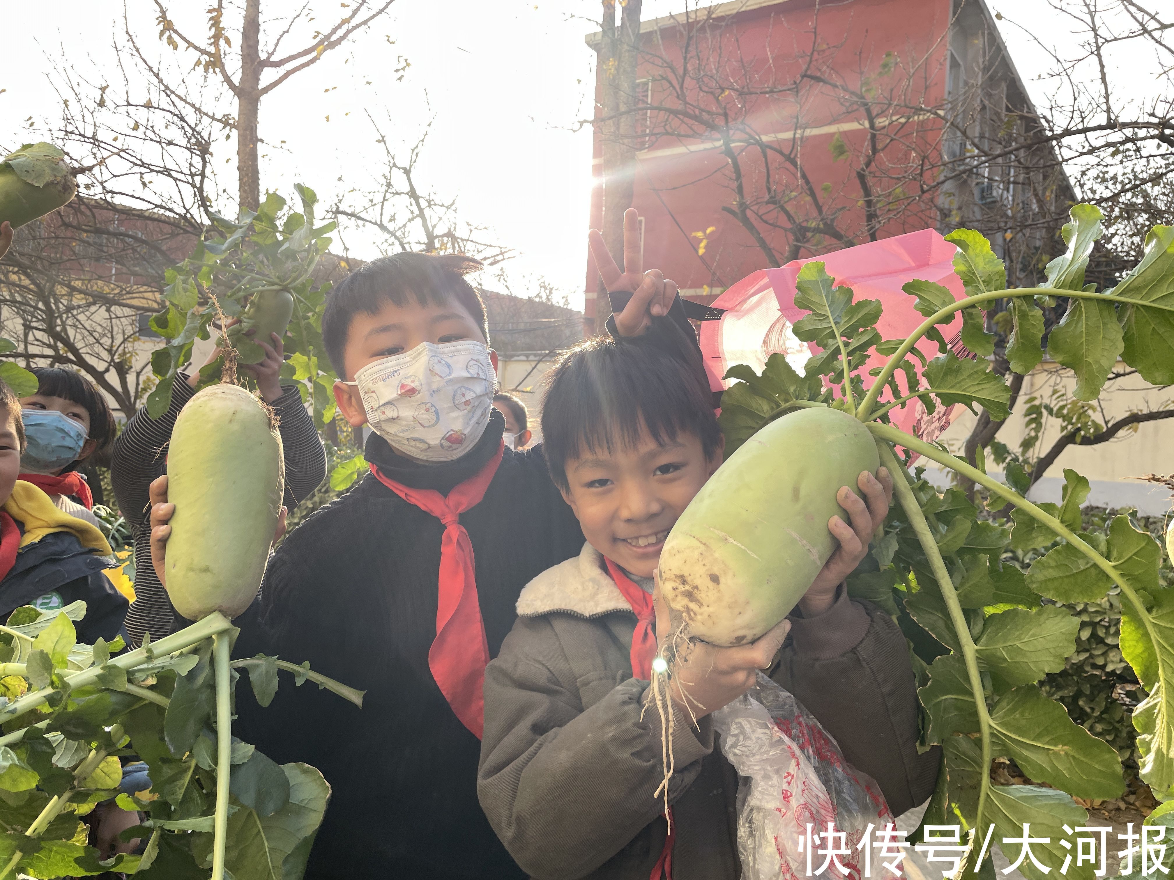 萝卜|拔萝卜喽！两亩专属农场，郑州这家小学劳动教育野趣满满