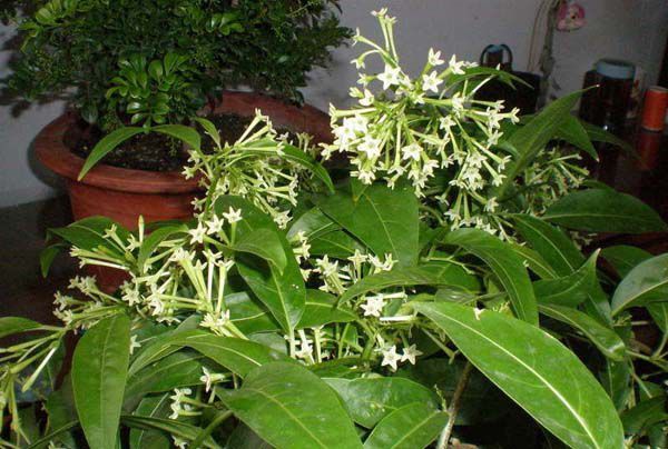 夜来香具有驱蚊效果 6个种植 技巧 花开不断 快资讯