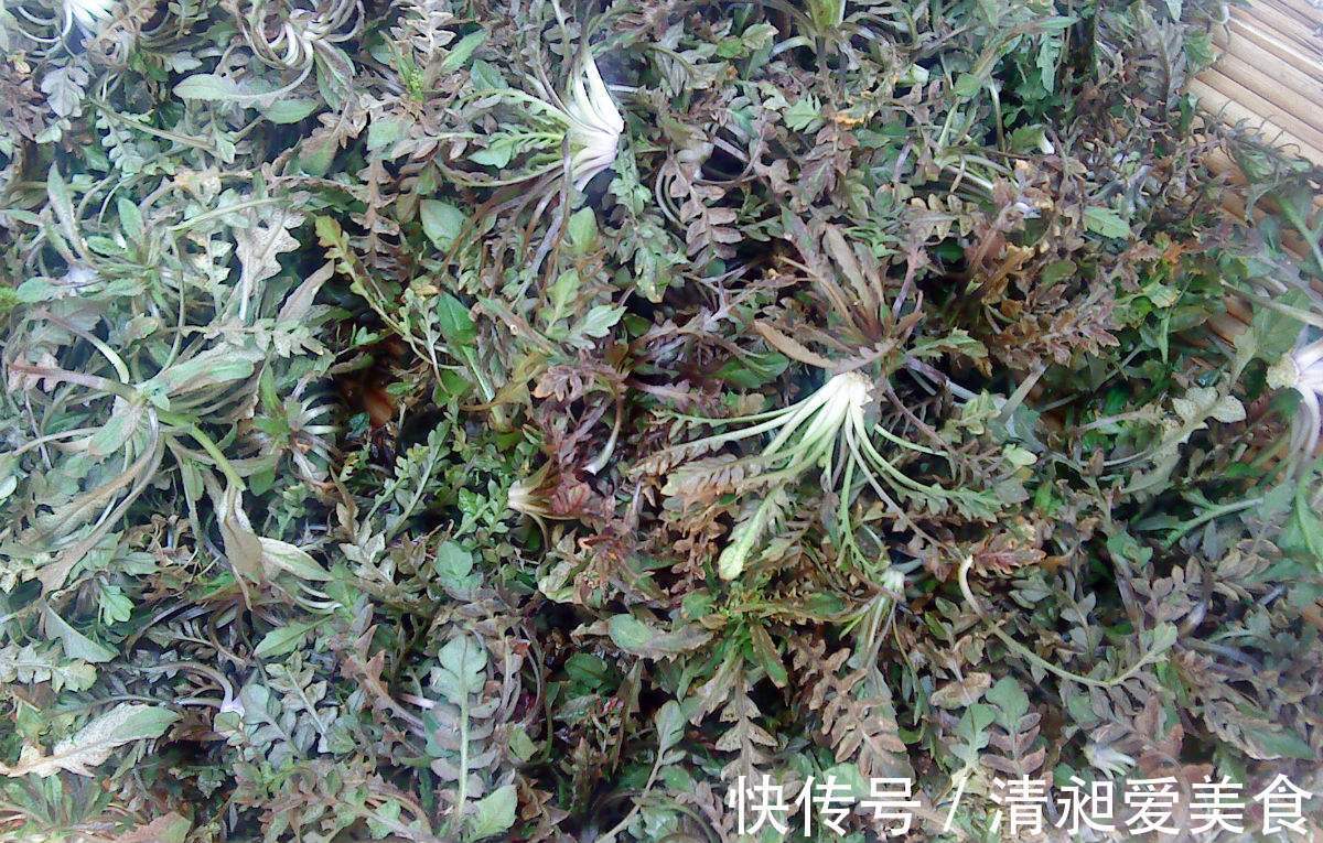 野生|北方人爱吃的野菜，人称“护生草”美味对身体好，市场一斤10元