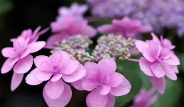 3款花又美又香,花朵超漂亮,一年开花多次,养护容易,值得拥有