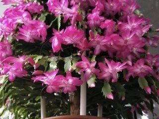 最厉害的养花营养液：给花喝一勺，新叶嗖嗖长，花苞蹭蹭长！