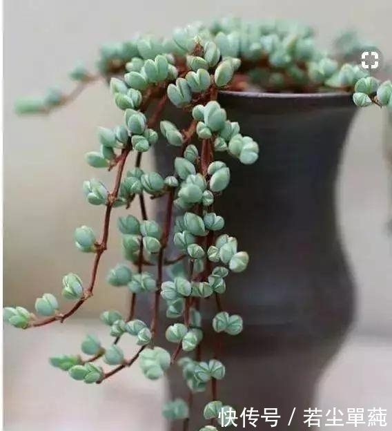 地方|10款能吊起来养的多肉,一个比一个美,还不占地方