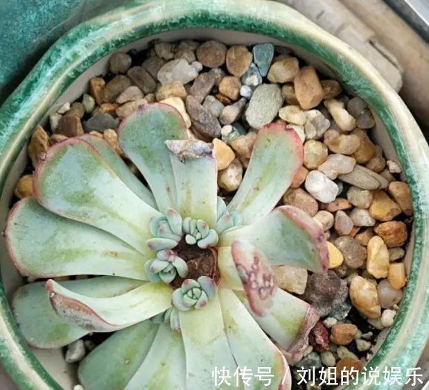 菌灵|多肉徒长不用怕,拦腰砍断,憋出一堆芽