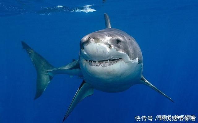 深海魔鲸王|斗罗大陆第四部:女主角名字已定?难道不是魔魂大白鲨公主?